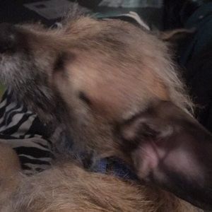 Meet your Posher, Janice